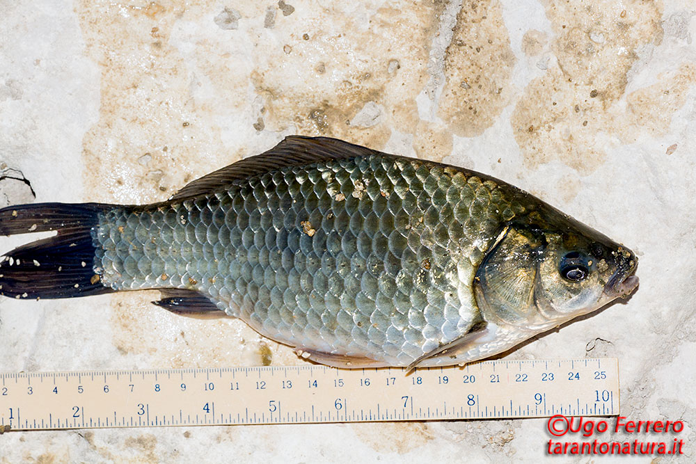 Lepomis gibbosus e Carassius auratus